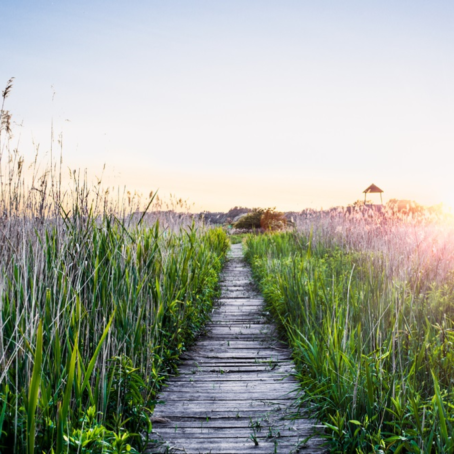 Apus de vara printre fire de iarba inalte: cararea catre fericire