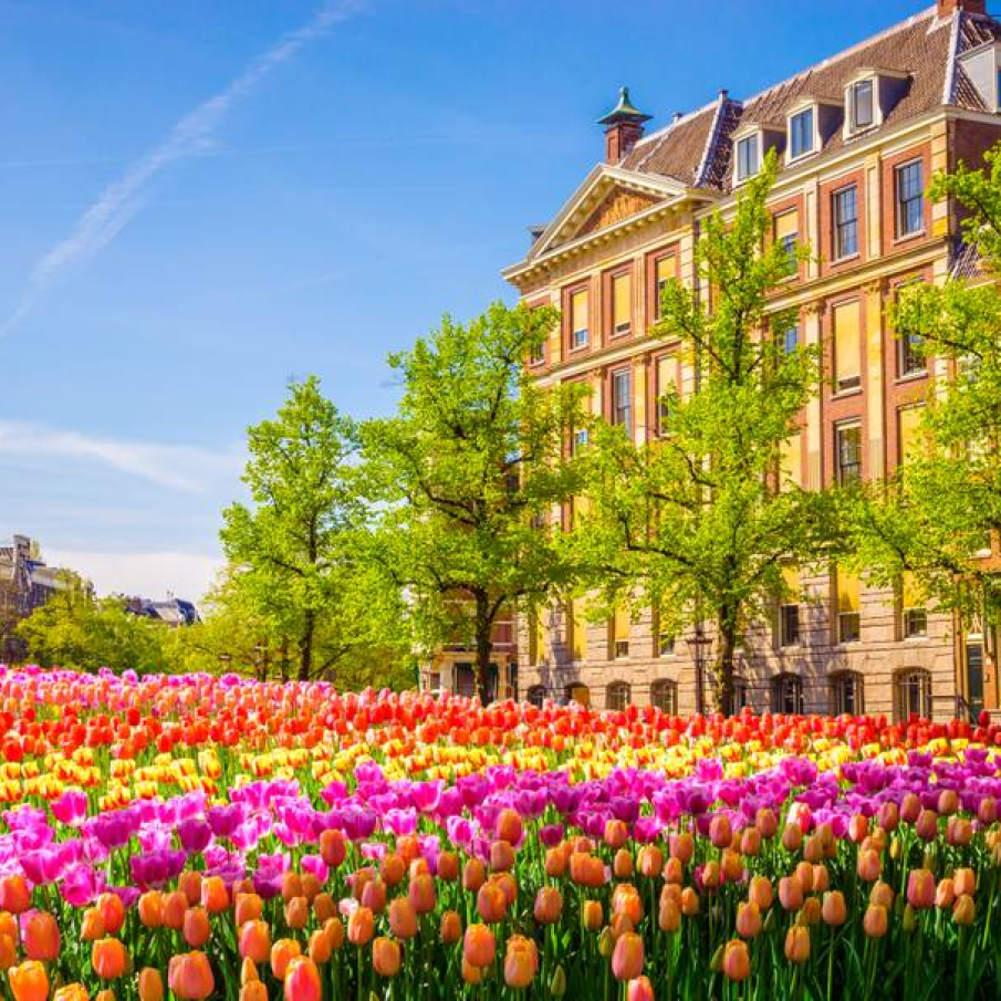 Lalele in Amsterdam, Olanda 