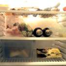 Organizarea eficienta a frigiderului, plus de sanatate, minus de nervi 