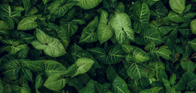 Ce iti trasmite aceasta imagine?