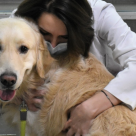 Totul pentru animale și despre animale într-un singur loc: 13-15 mai 2022 ”Zilele Facultății de Medicină Veterinară”  