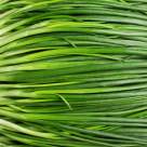 Arpagic - plantat, beneficii și utilizări în bucătăria românească