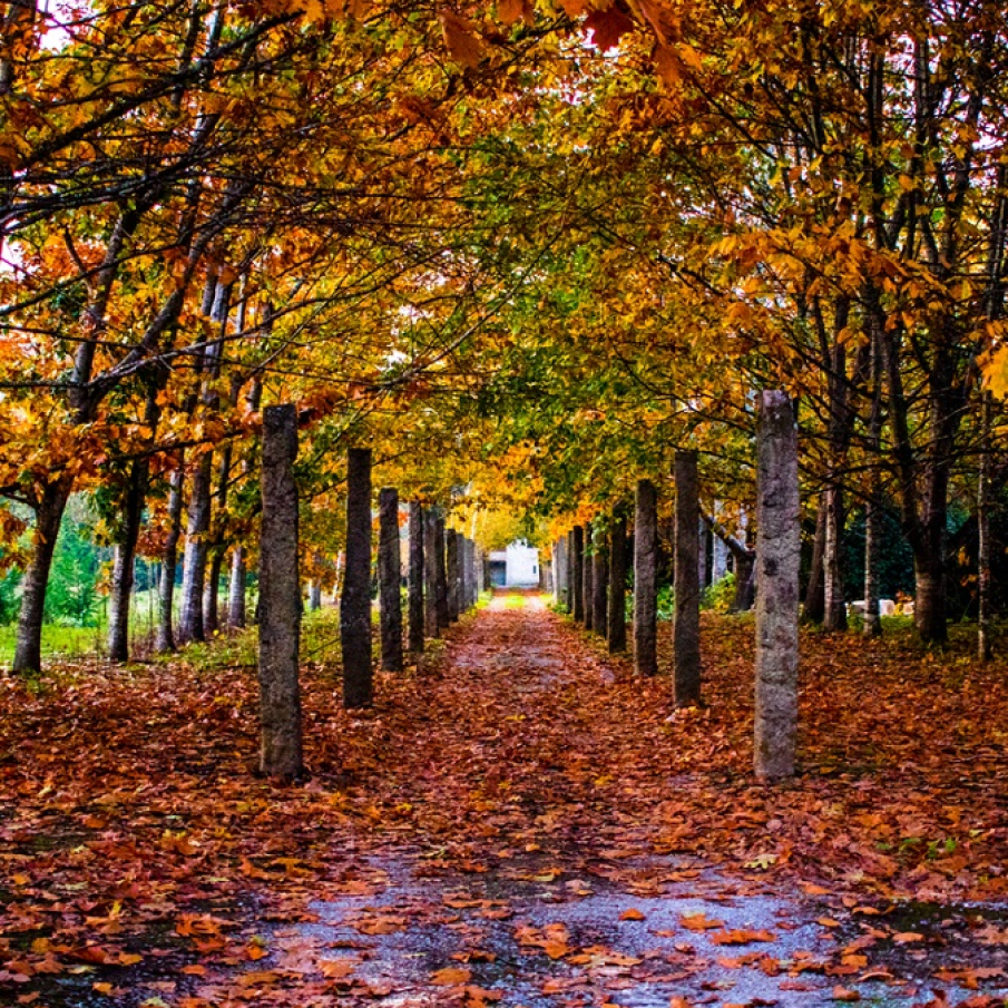 Toamna in parcurile din Portugalia 
