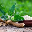 Beneficiile consumului de Ashwagandha, rădăcina energiei și planta sacră a echilibrului cu o istorie de peste 3.000 de ani 