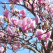 Magnolia, arborele de o frumusete spectaculara 