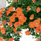 (P) Primavara aceasta, Lidl te ajuta sa-ti cultivi pasiunea pentru gradinarit