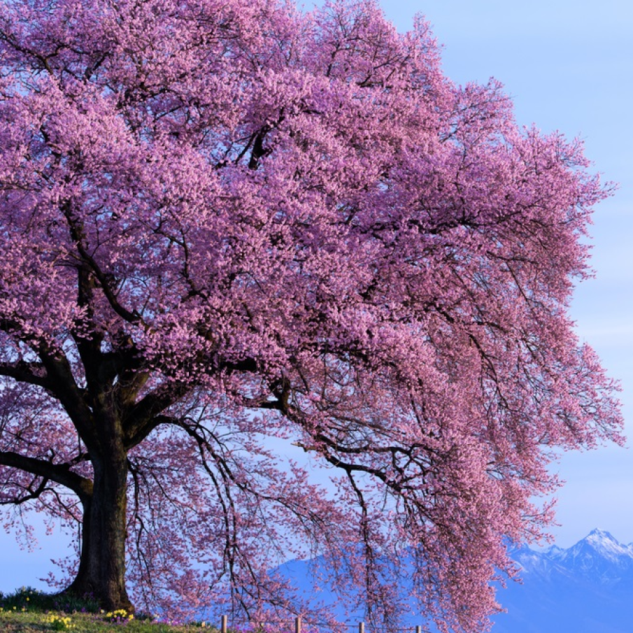 Un măreț copac de Sakura pe vârful unui deal 