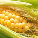 Matasea de Porumb - mana cereasca vindecatoare. Elimina toxinele, trateaza cistita, reduce inflamatiile! 