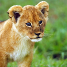 Joseph Murphy: Povestea unui leu crescut de o oaie