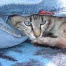 Comunicarea cu pisicile