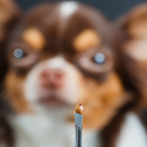 5+1 motive pentru a cere ajutor de specialitate pentru protejarea animalelor de companie împotriva paraziților