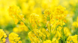 Imagini de vis cu cele mai frumoase lanuri de rapiță - galbenul absolut al lunilor aprilie/mai!