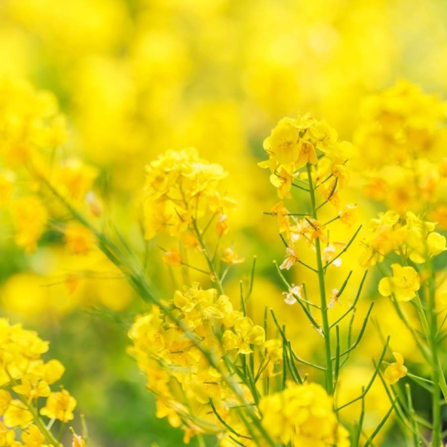 Imagini de vis cu cele mai frumoase lanuri de rapiță - galbenul absolut al lunilor aprilie/mai!
