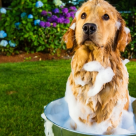 Ghid de ingrijire corporala a animalutului tau de companie. Ce tip de sampon i se potriveste?