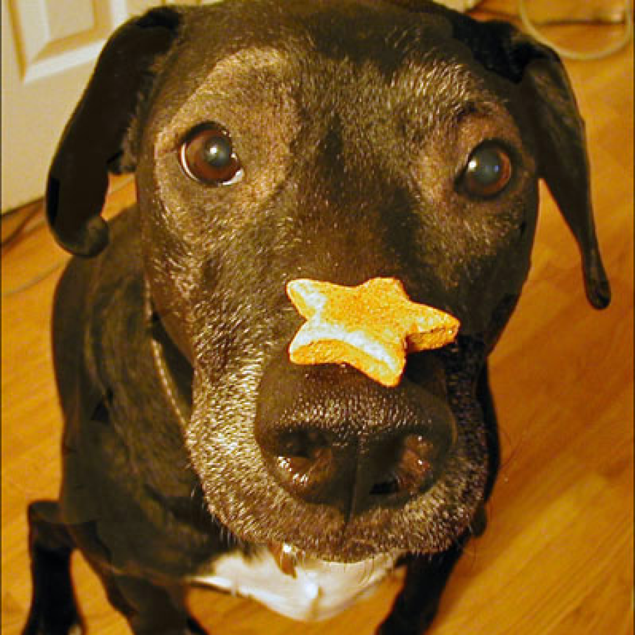 Catel cu prajiturica pe nas