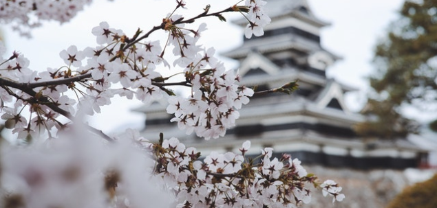 Ce este „Ikebana” in japoneza?