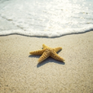 Povestea stelei de mare