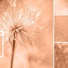 Peach Fuzz sau nuanța ”puf de piersică” este oficial culoarea anului 2024! 15 modele de unghii în această nuanță blândă și senzuală