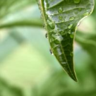 Ce cred romanii despre transpiratie 