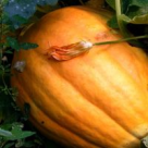 Supa de dovleac impanata