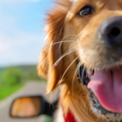 PETA roaga toti detinatorii de animale sa NU isi lase niciodata cainii singuri in automobile