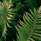 Feriga - verdele naucitor care purifica aerul si vindeca trupul