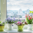 Florile, balsam pentru toate sufletele! Puterile magice ale florilor 