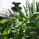 Cum să crești plante aromatice în ghiveci