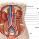 Tratamentul naturist integral al bolilor uro-genitale