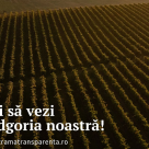 Cotnari lansează campania ”Crama Transparentă” și îi invită pe iubitorii de vin să exploreze tradiția și inovația în producția de vinuri de calitate