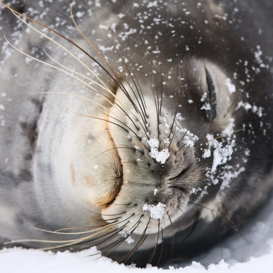 Frumoasa Foca din Antarctica adormita