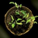 Targ pentru o Viata Sanatoasa