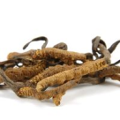 Cordyceps sinensis, ciuperca nepaleza