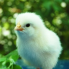 Reteta speciala de 1 Aprilie