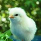 Reteta speciala de 1 Aprilie