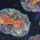 OMS: Variola maimuței nu mai este o urgență de sănătate publică