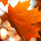 Sa invatam de la o frunza: Nimic nu se poate naste si nimic nu poate muri…