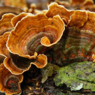 Ciuperca Coada de curcan – Un medicament natural EXTRAORDINAR!