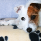 Adopta si tu un animalutz!