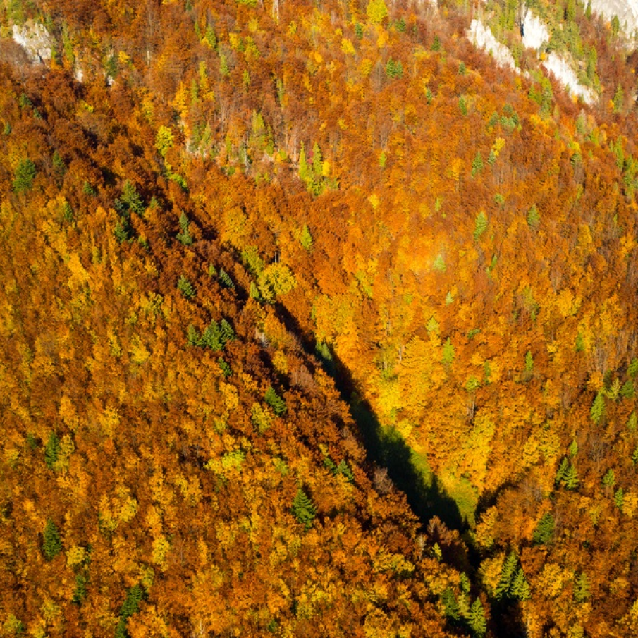 Padurea - o poezie toamna 