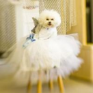 Cum ne imbracam animalutele? Moda trasnet, poze simpatice !