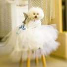 Cum ne imbracam animalutele? Moda trasnet, poze simpatice !