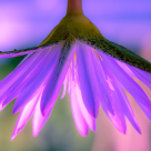 Iertarea, instrumentul care vindecă suflete. De ce este atât de important să iertăm?