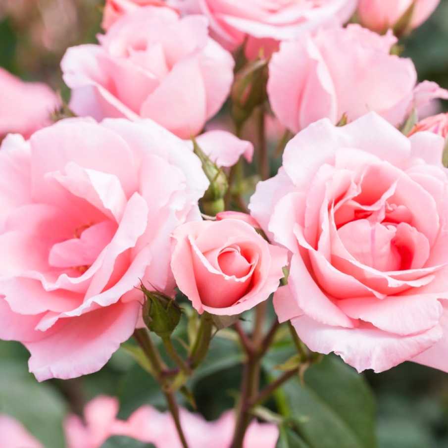 Trandafirul, floarea sfântă 