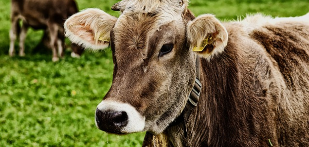 Un fermier are 20 de vacute pe care le vine, mai putin 8 dintre ele. Cu cate vacute ramane?