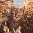 Peste 500 de nume de pisici fete și băieți rare. Alege numele perfect pentru pisica ta!