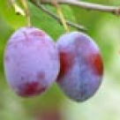 Bascute cu prune si branza de vaci