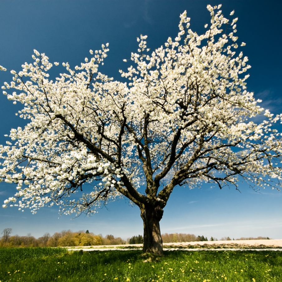 Speranța se naște chiar și în cel mai însingurat suflet... 