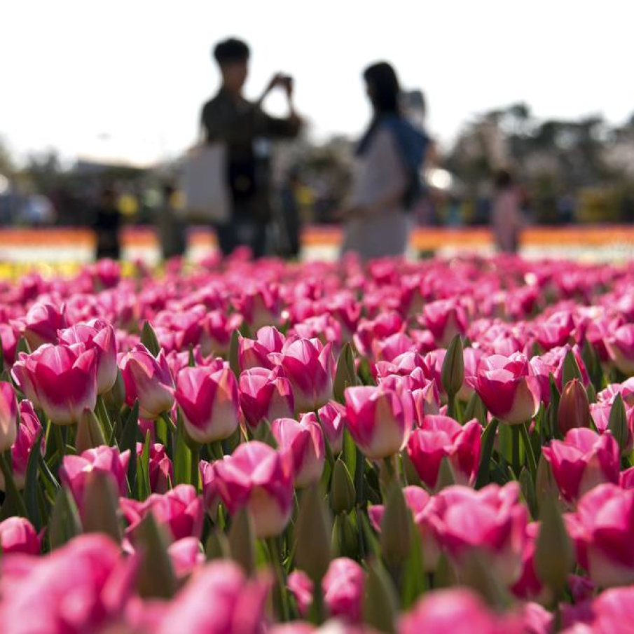 Lalele in Coreea de Sud