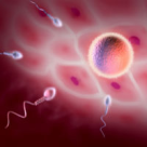 Programul de fertilizare in vitro este gratuit